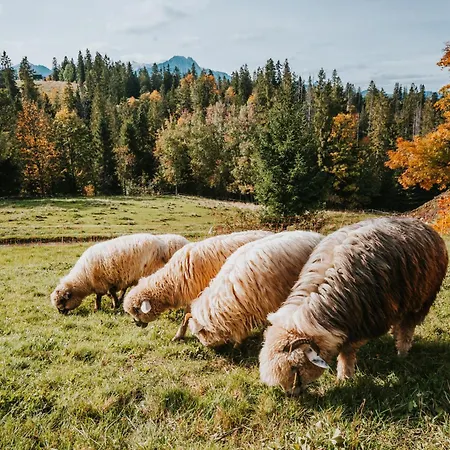 Mountain Base - Dom Hrabiego - Ac Chalet